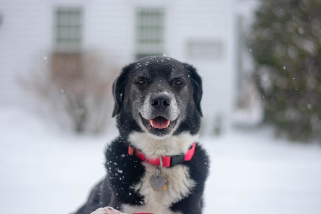 Embark Dog DNA Kits