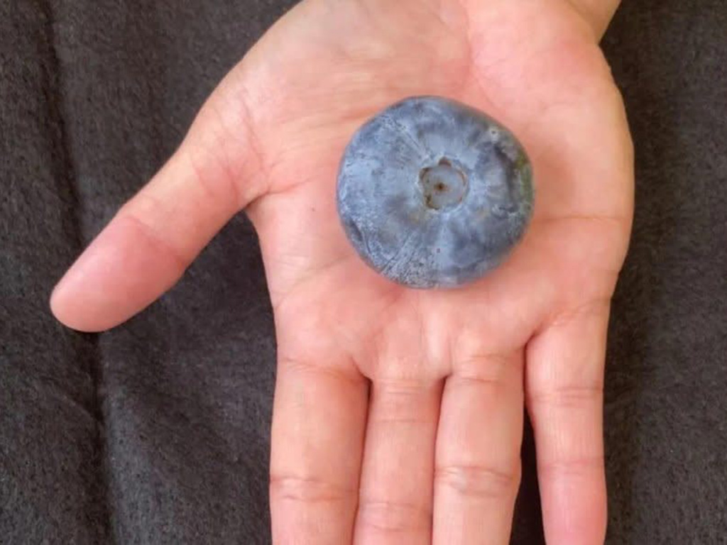 World's largest blueberry in a man's palm