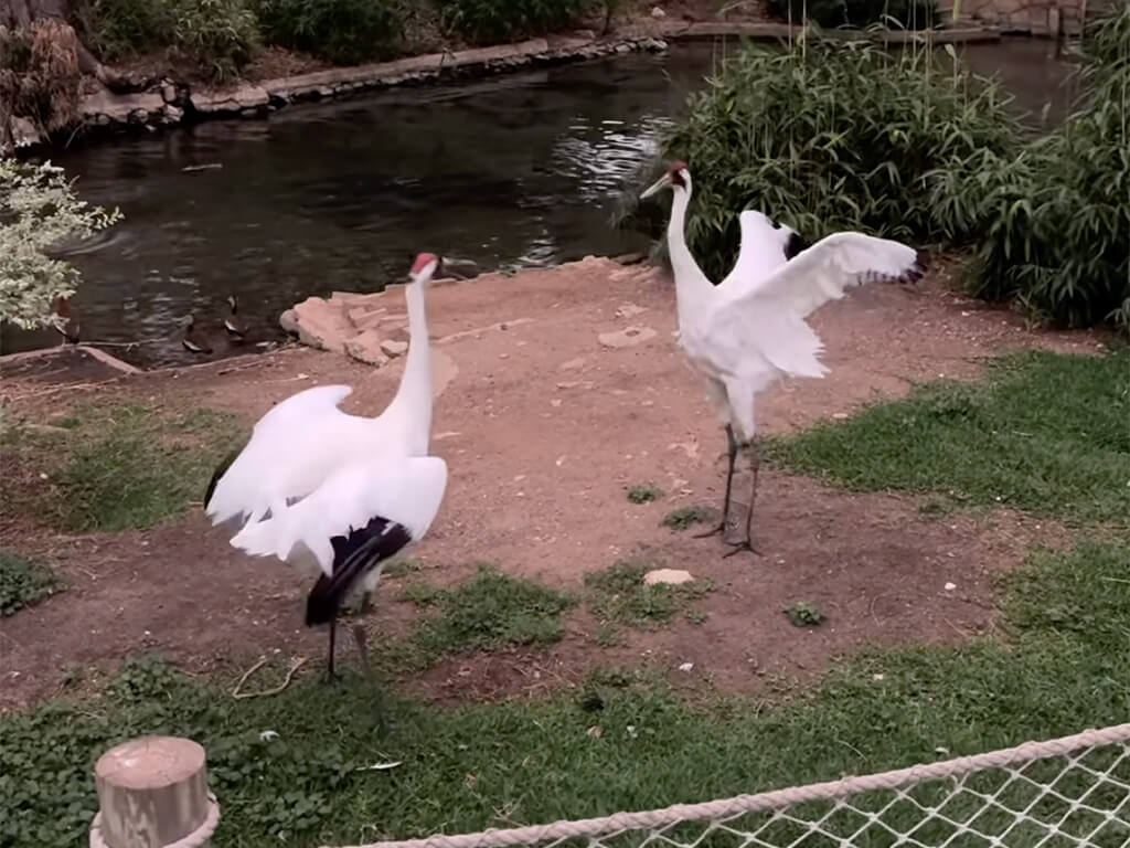 Whooping cranes displaying odd behavior during total solar eclipse