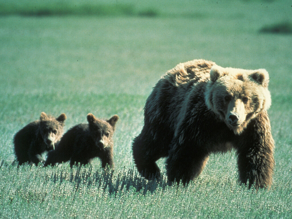 Family of grizzlies in Glacier National Park, Montana, United States