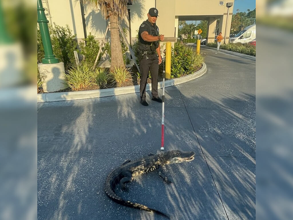 Police officer with North Port Fire Rescue capturing stray alligator