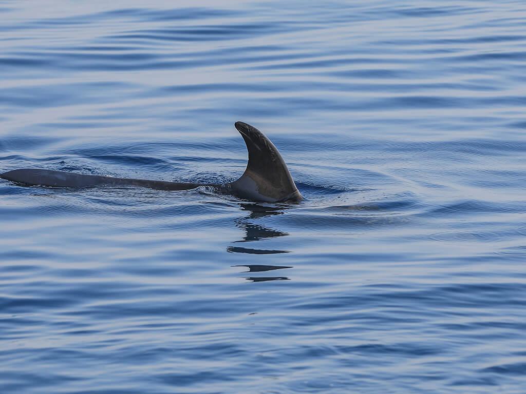 Shark in the ocean